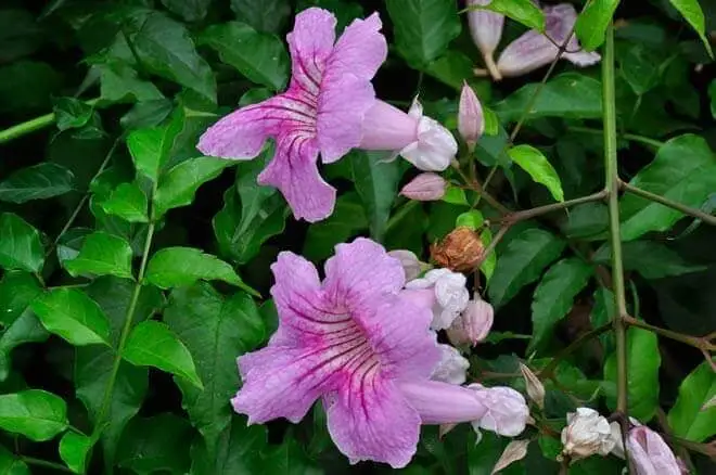 Bignonia flor rosada